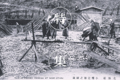 小樽と鰊