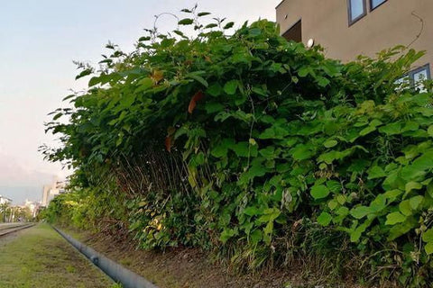 小樽100個場景 第8卷