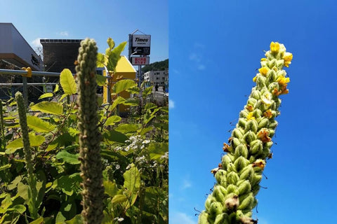 小樽100個場景 第16卷