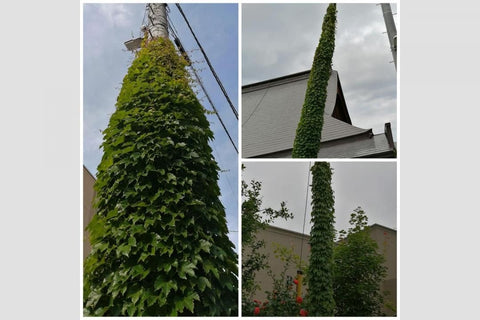 小樽100個場景 第40卷