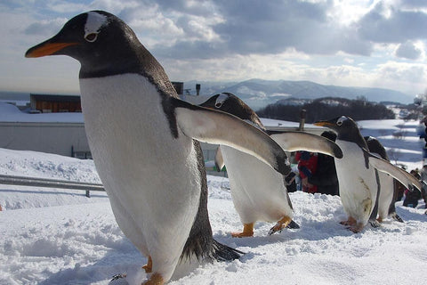 Otaru Aquarium | Otaru Tourism