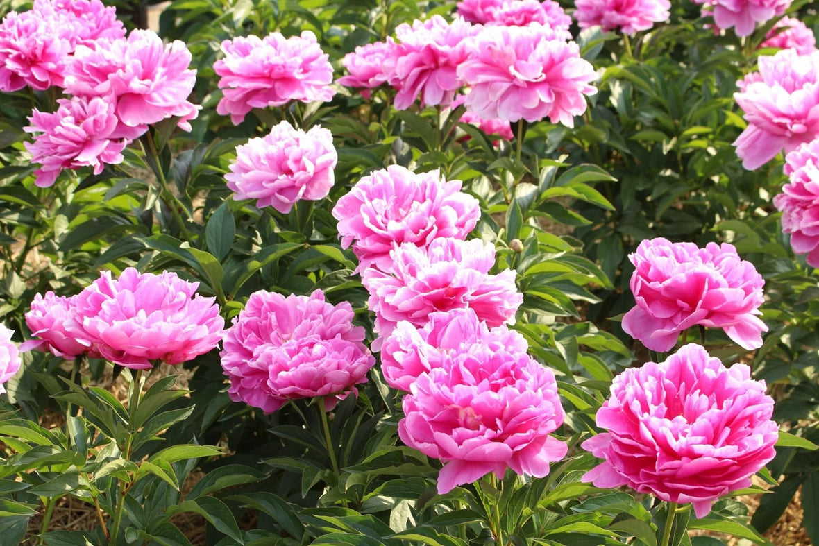 小樽的季節性活動