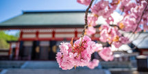 春天如何在小樽欣賞櫻花