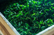 [Horii Nanawakaden] Hojicha (roasted green tea) for parents and children thumb 3