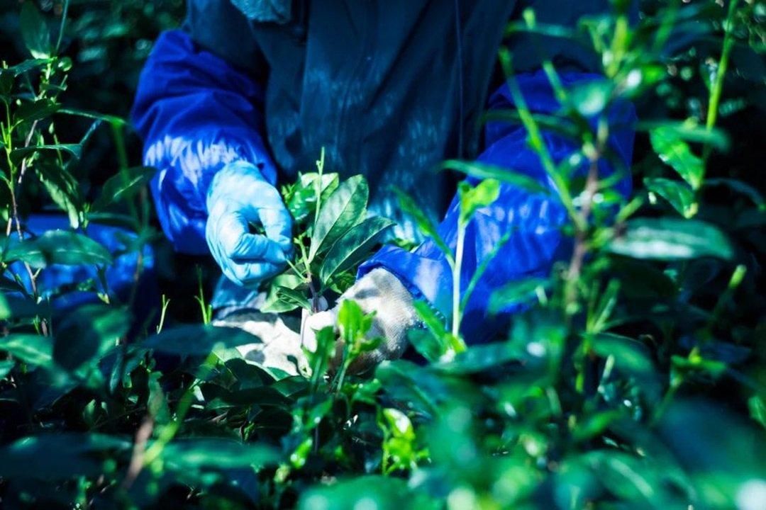 【堀井七若園】茶園の山出し緑茶 煎茶 image 2